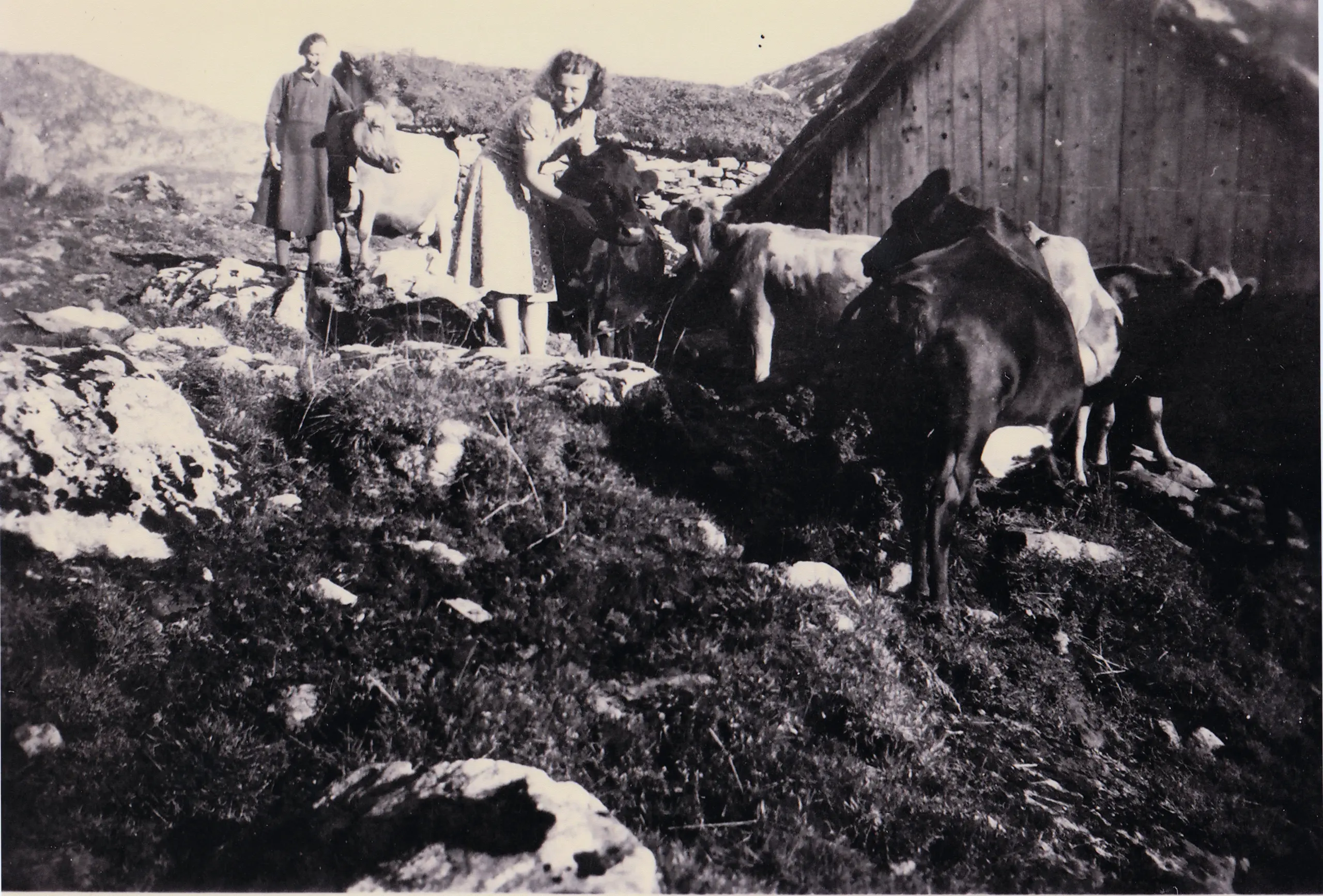 Støylen der ingen skulle tru at nokon mjølka ku